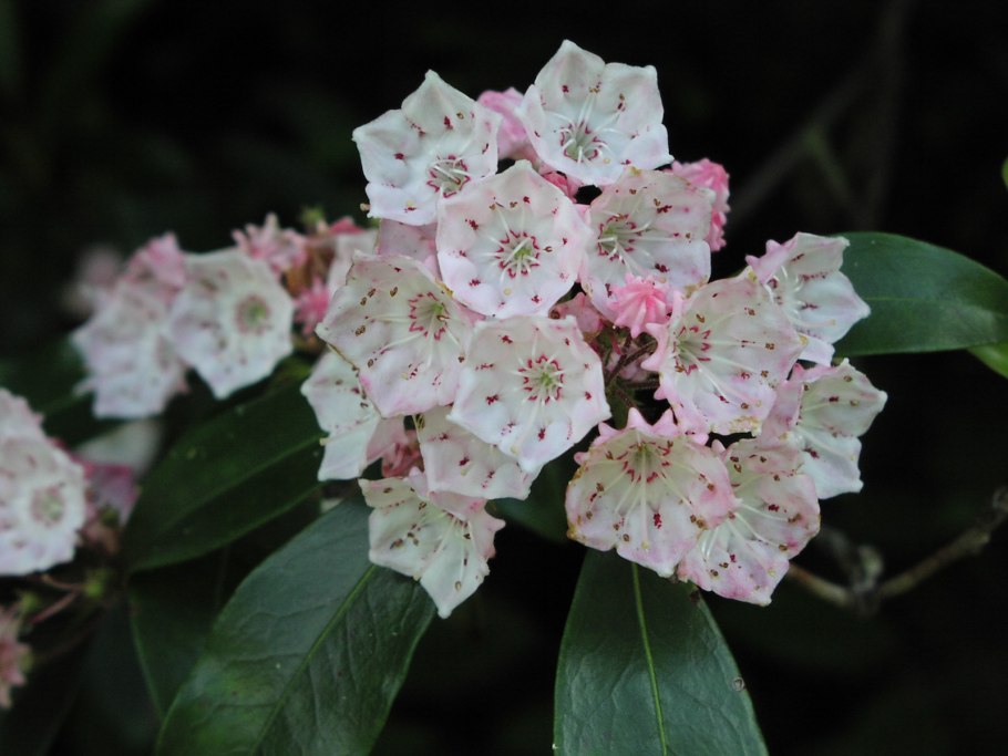 Кальмия узколистная