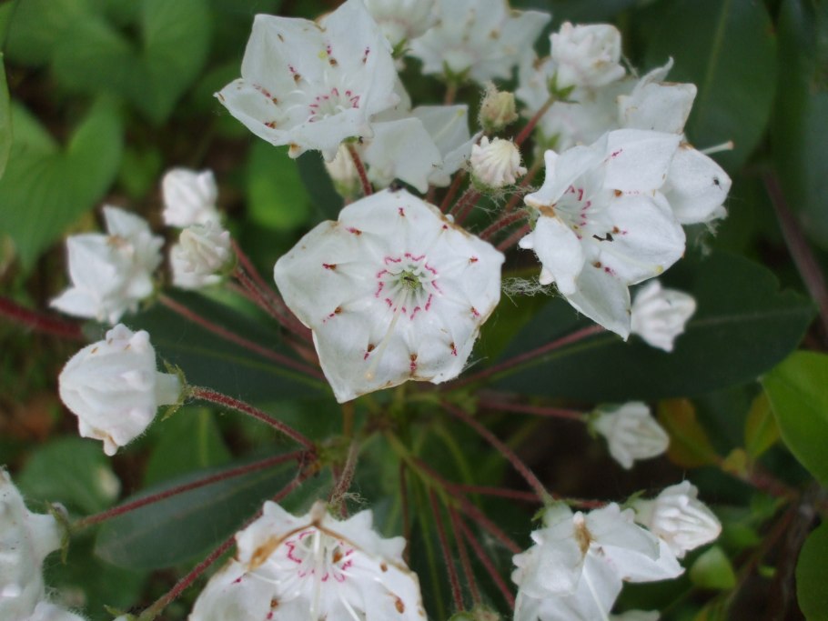 Кальмия Дженс Делайт