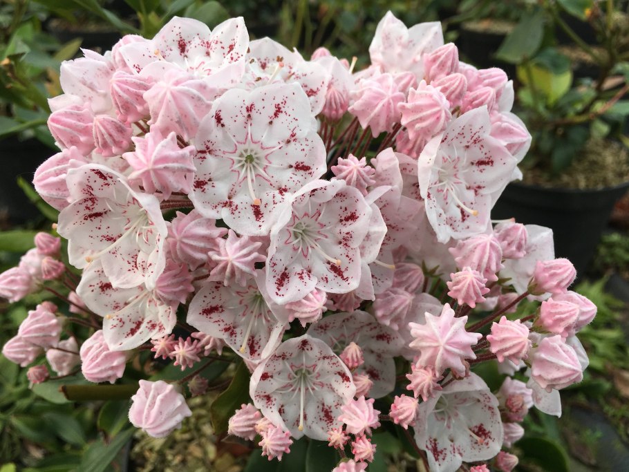 Кальмия широколистная зебулон