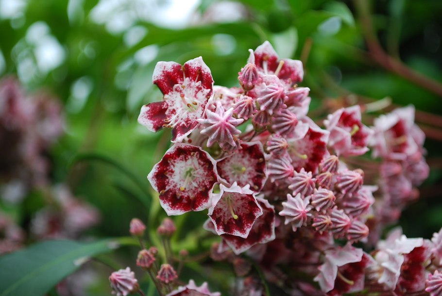 Кальмия узколистная