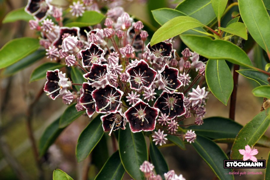 Кальмия узколистная Рубра