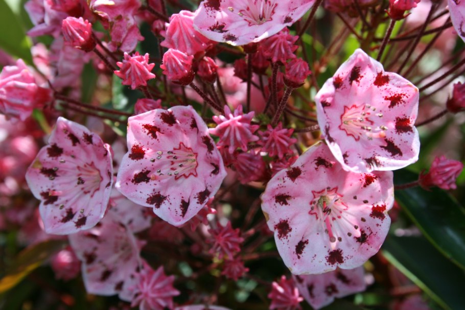 Кальмия Бикон