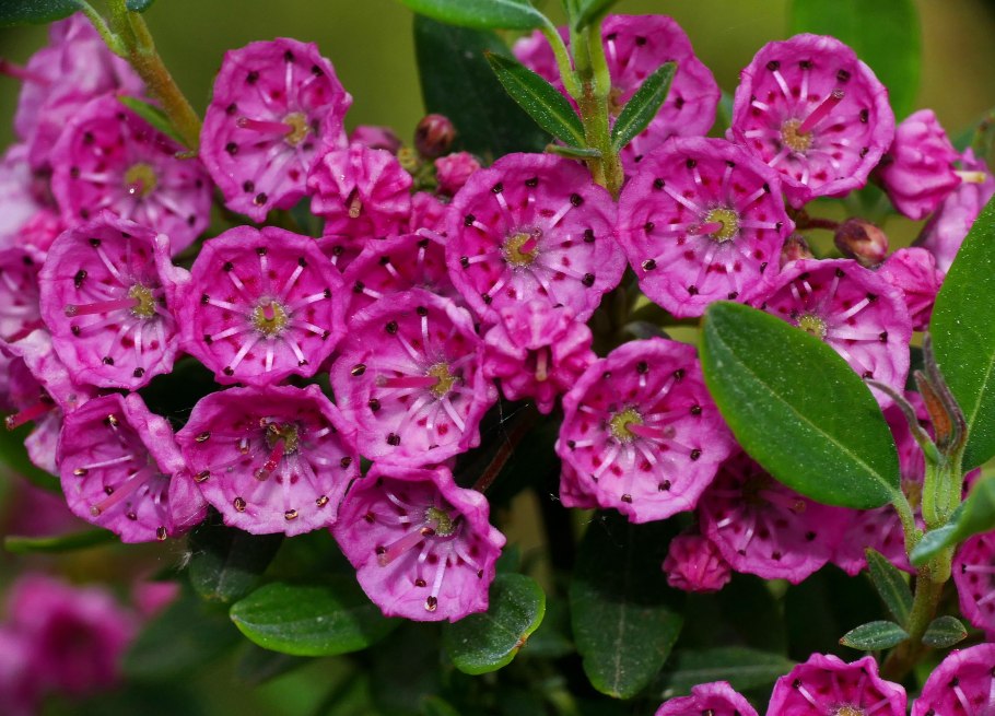 Кальмия Летшмин