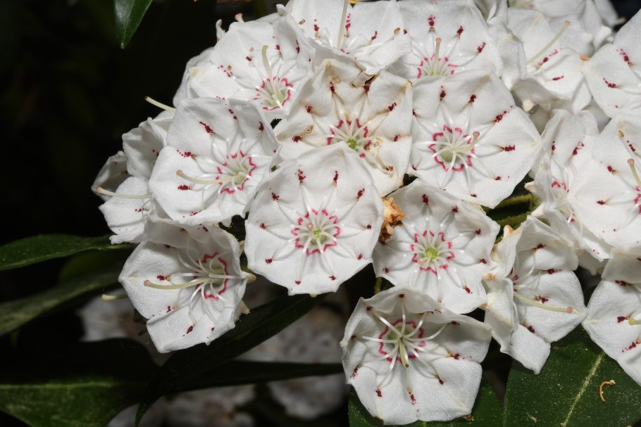 Кальмия узколистная