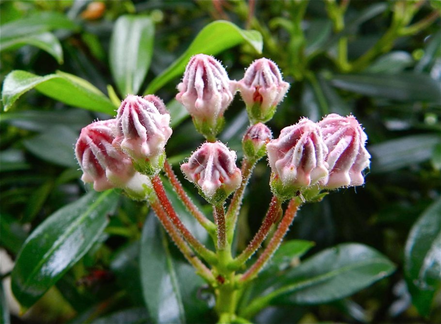 Кальмия широколистная Летшмин