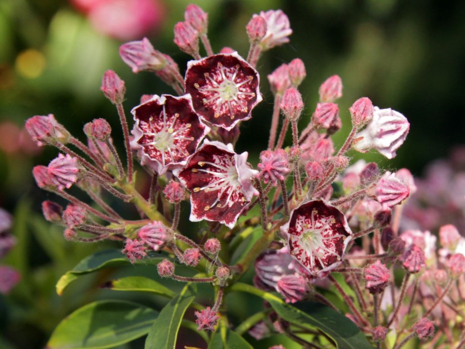 Кальмия (горный лавр)