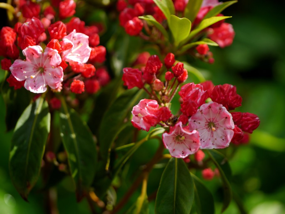 Кальмия Менуэт широколистная