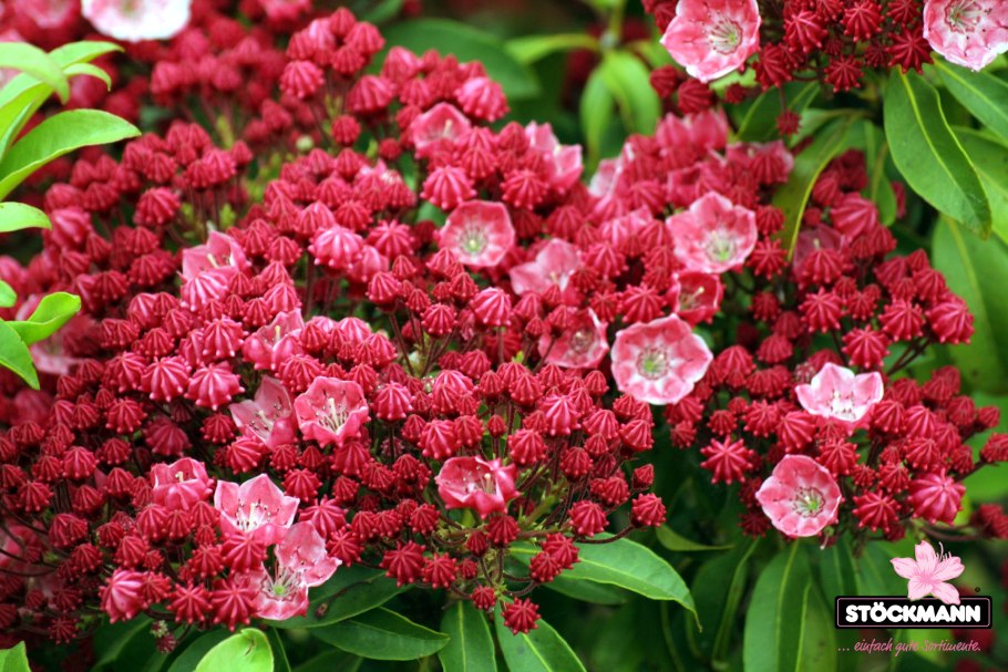 Кальмия дженс делайт