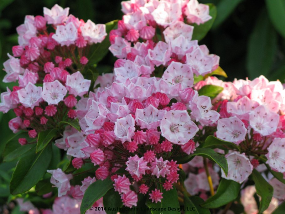 Кальмия семенами посев