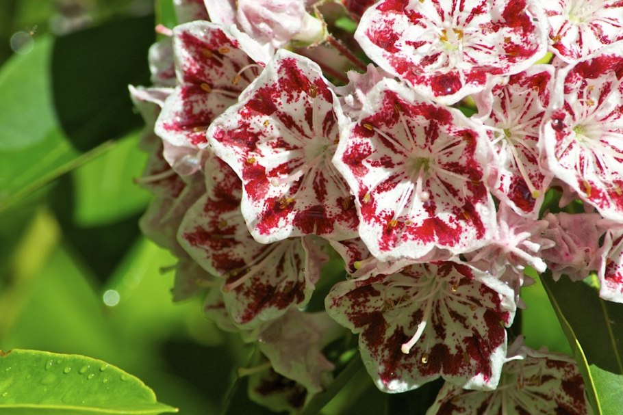 Кальмия пикобелла