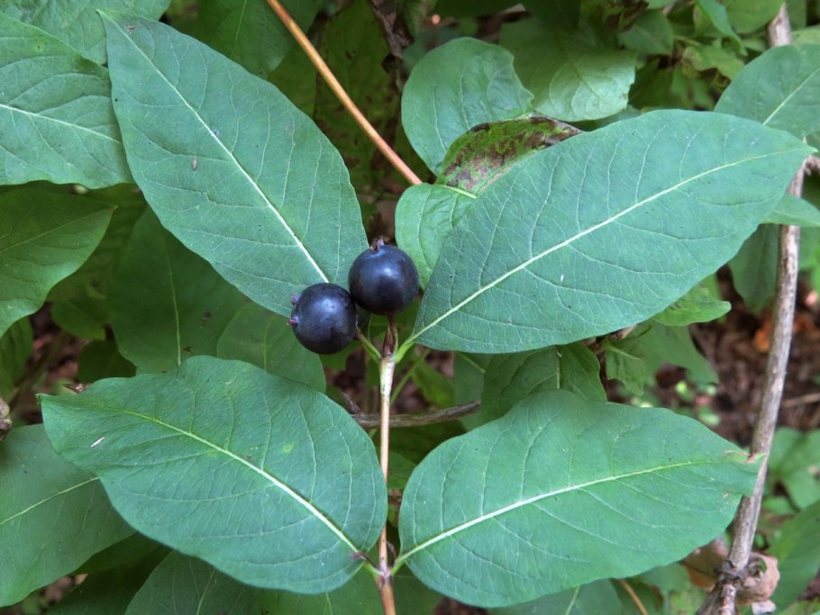 Жимолость черная