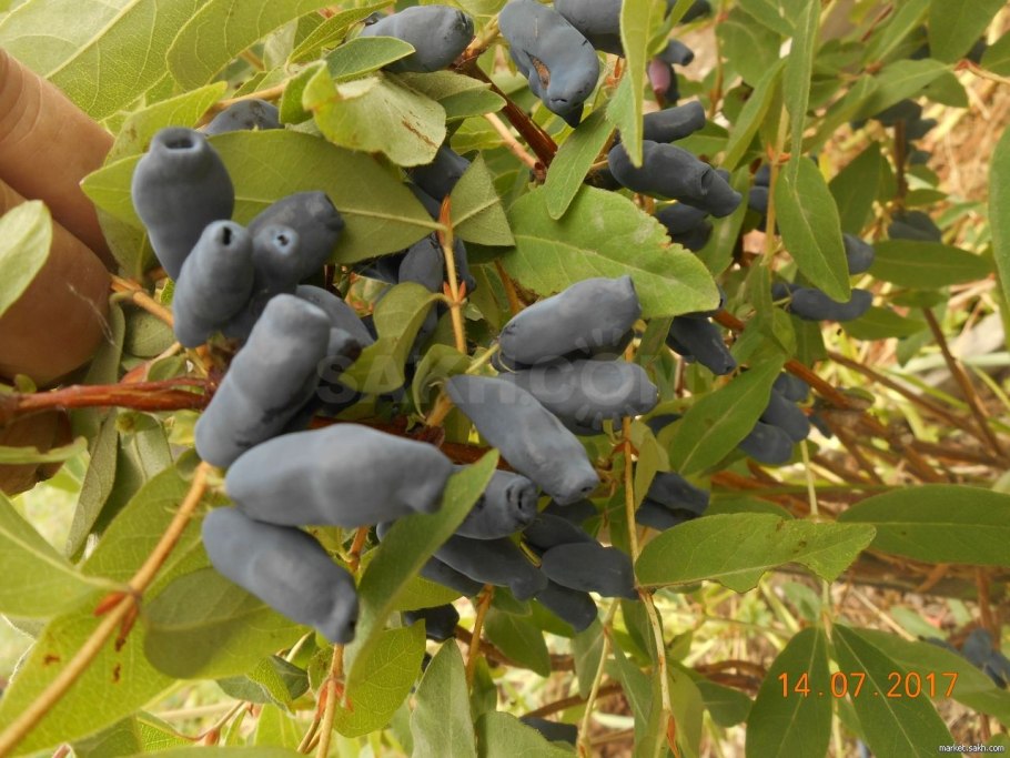 Lonicera растение