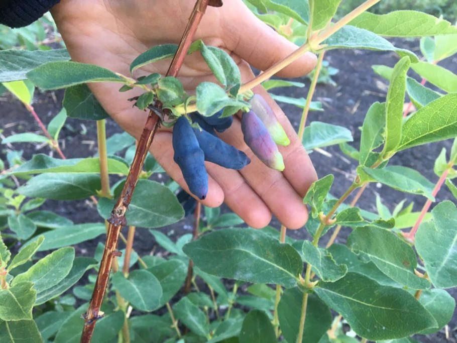 Жимолость съедобная (Lonicera edulis)