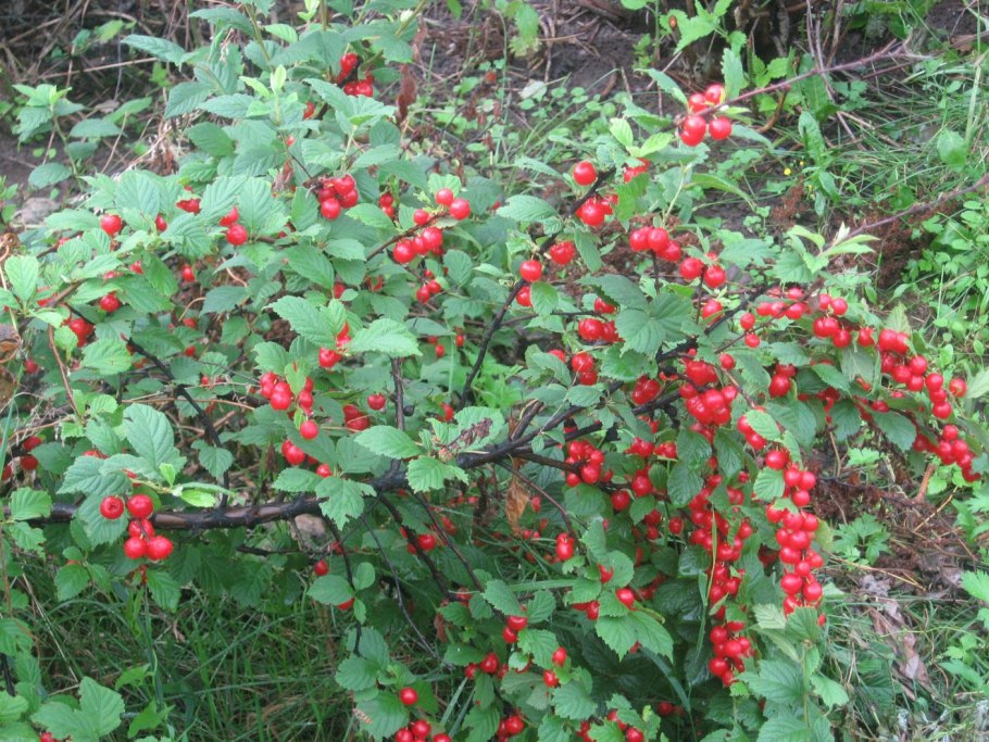 Войлочная вишня поросль