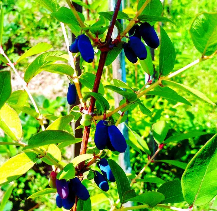 Жимолость ленинградский великан куст