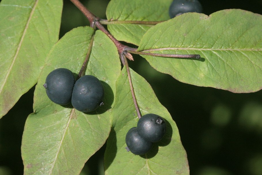 Жимолость покрывальная