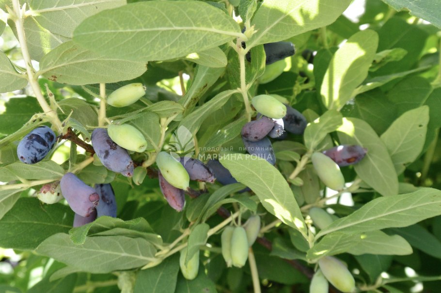 Жимолость медовая