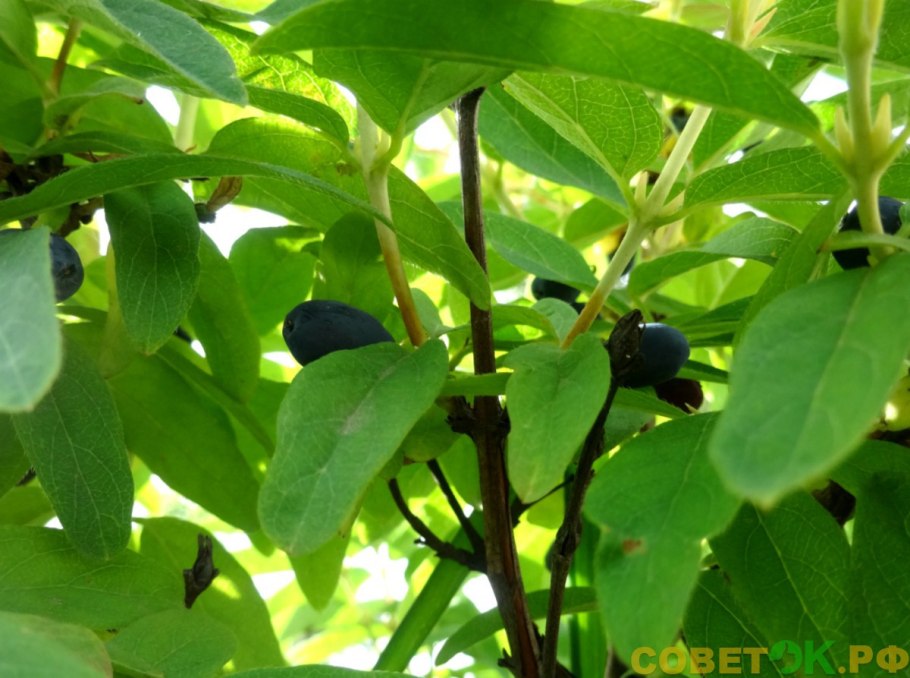 Жимолость Аврора фото