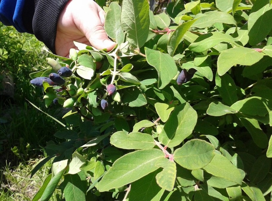 Жимолость Черничка