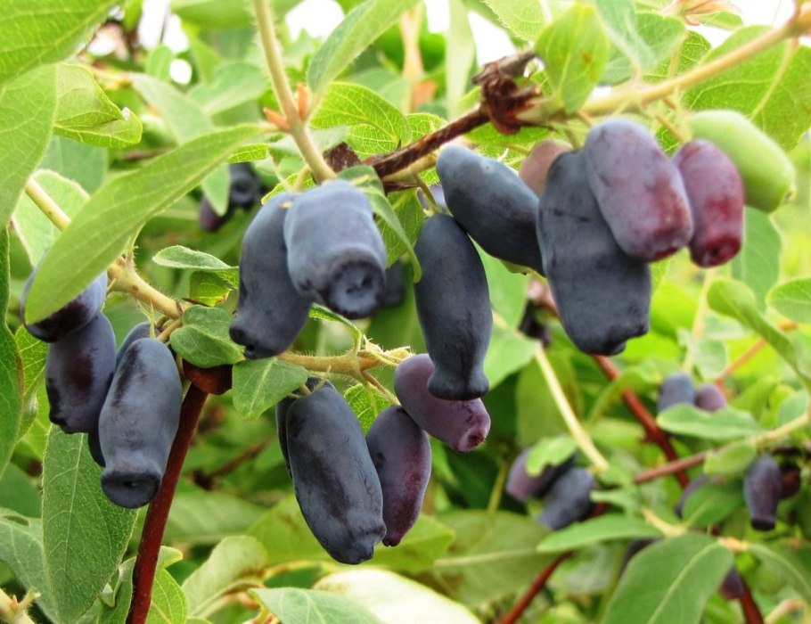 Жимолость съедобная томичка