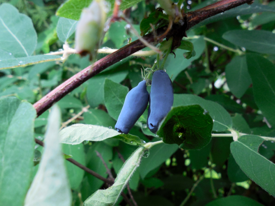 Жимолость Длинноплодная