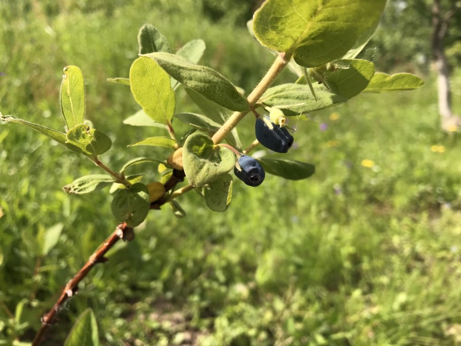 Жимолость обыкновенная