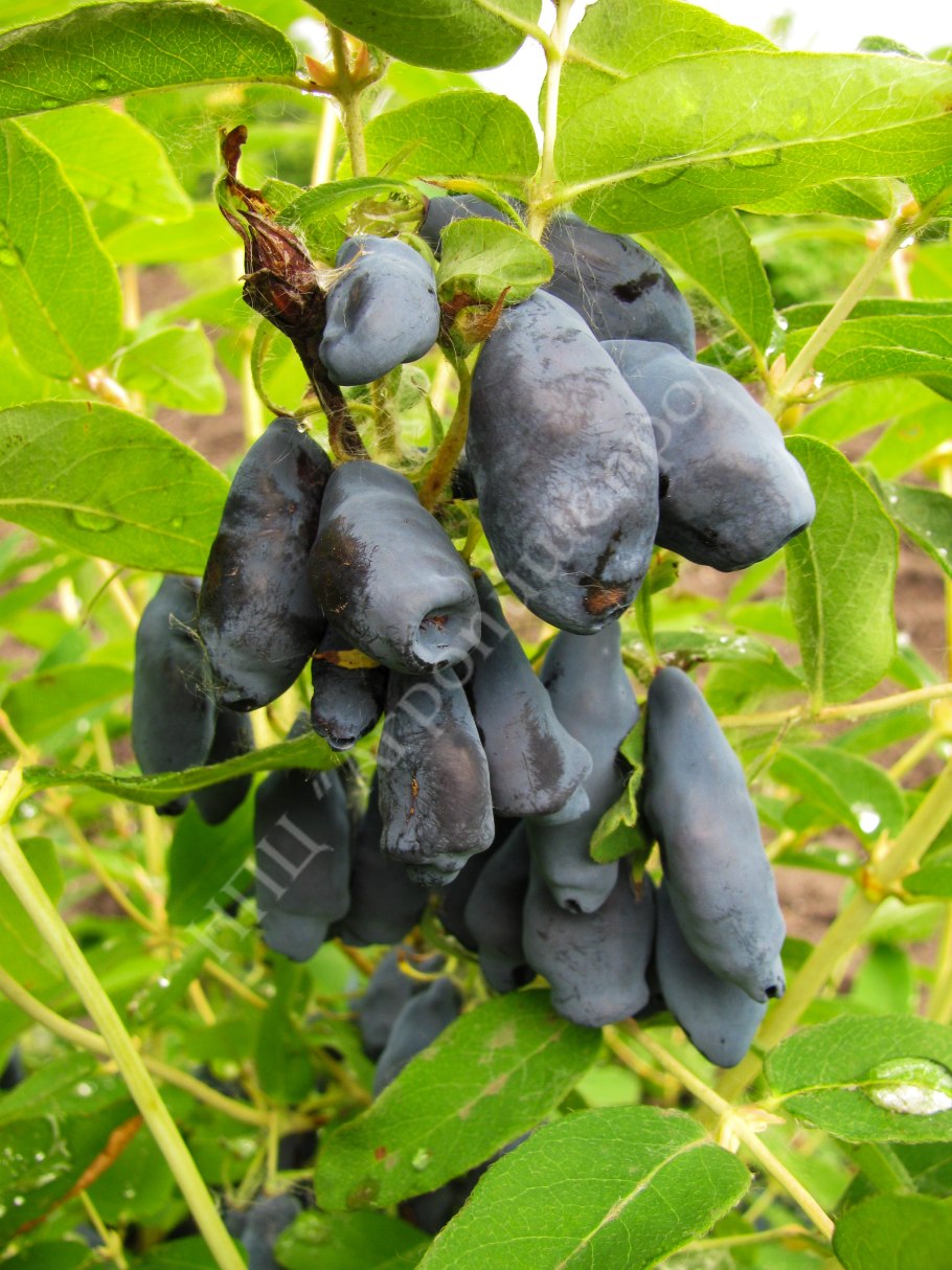 Жимолость Кавказская черная