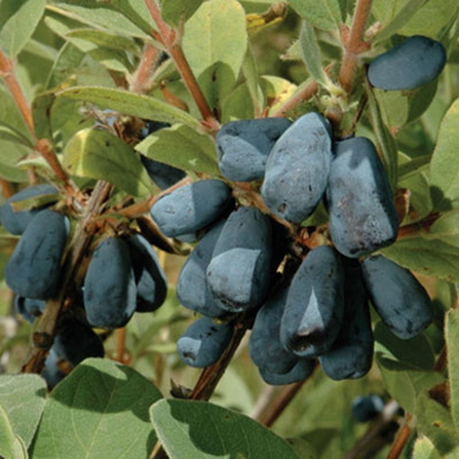 Жимолость съедобная