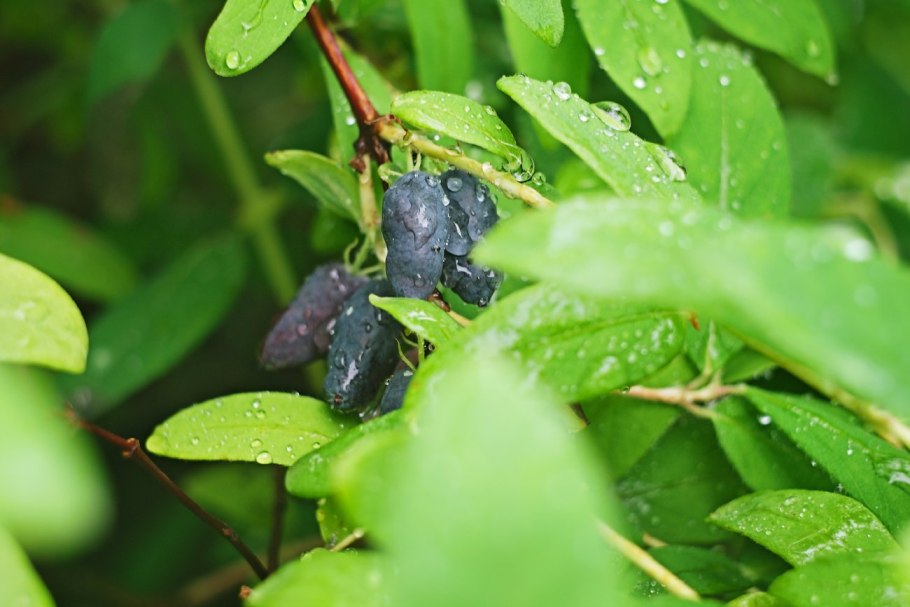 Жимолость куст