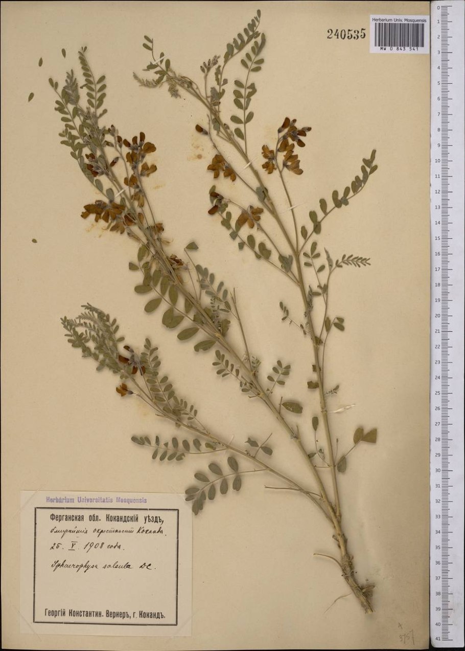 Сферофиза солончаковая