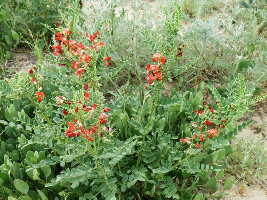 Сферофиза солонцовая Фармакогнозия