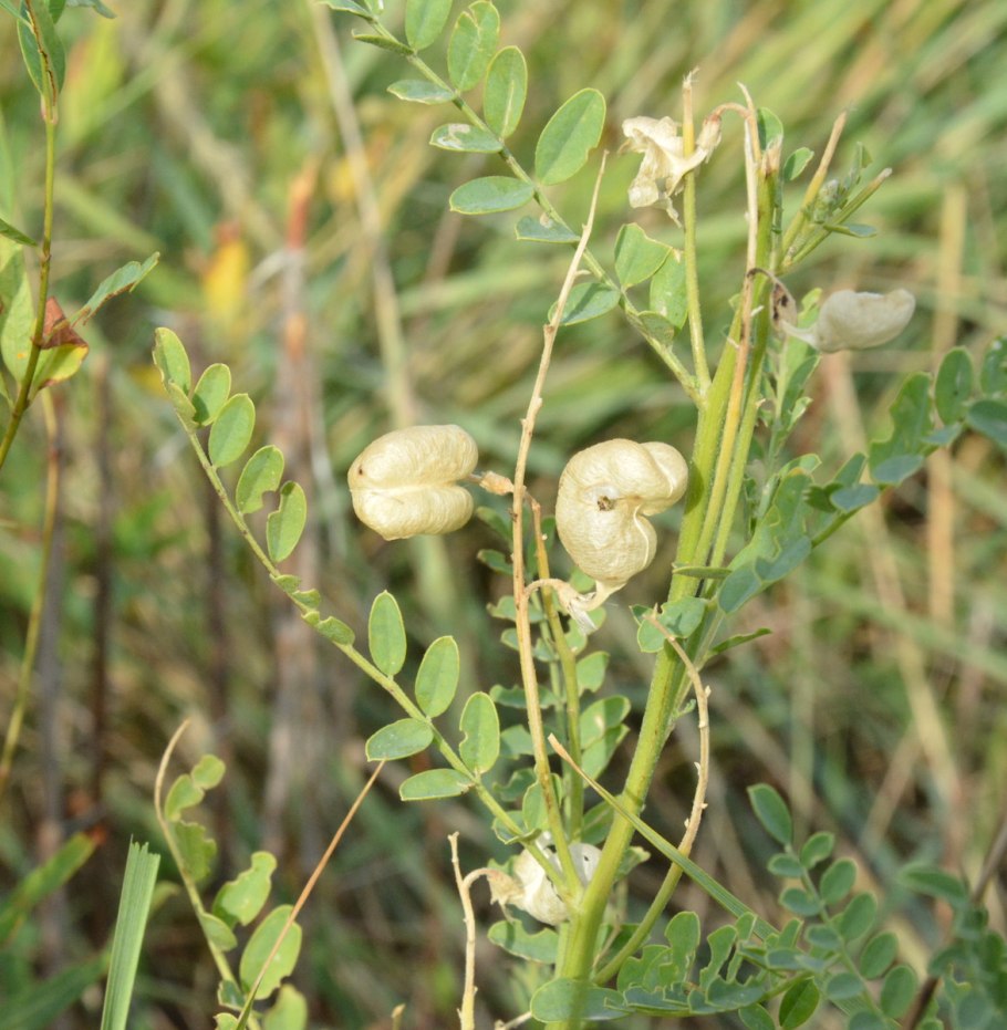 Трава сферофизы Солонцовой