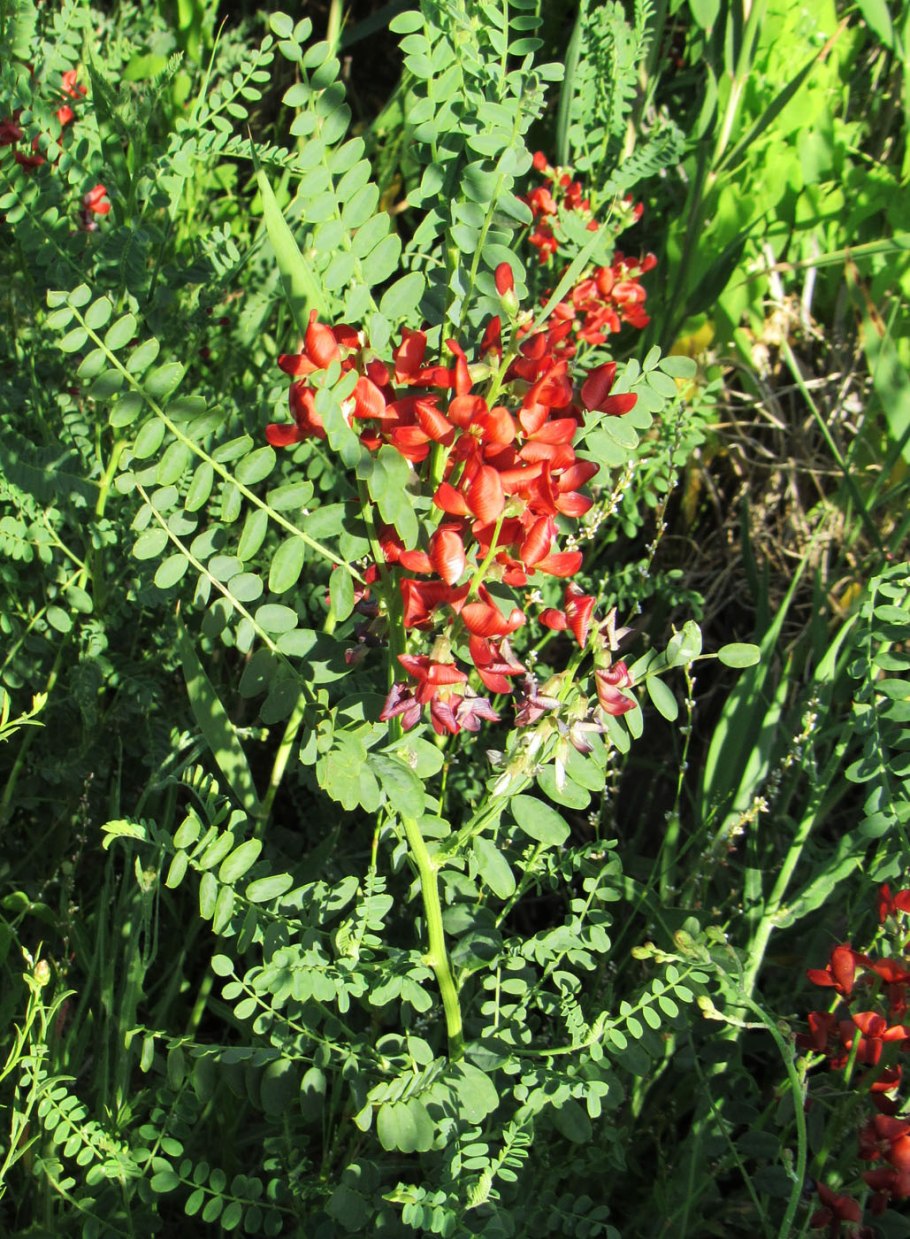 Сферофиза солонцовая Буян