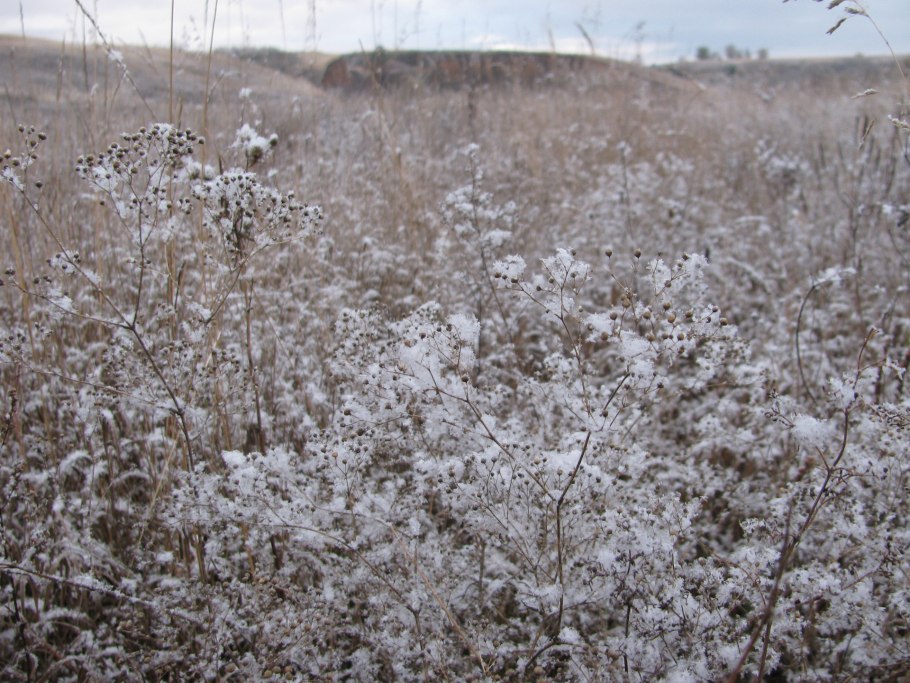 Буян какая трава