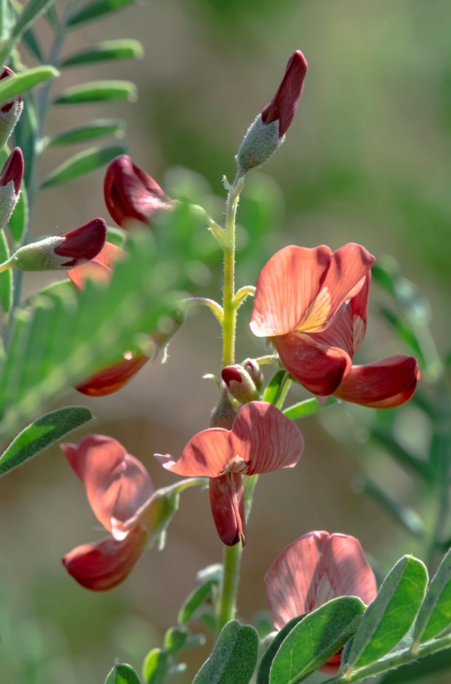 Сферофиза солончаковая