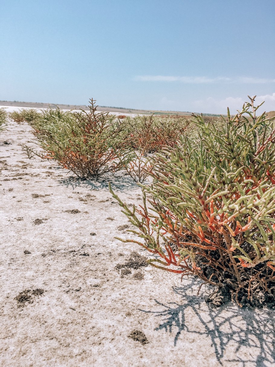 Солонцы и солончаки растительность