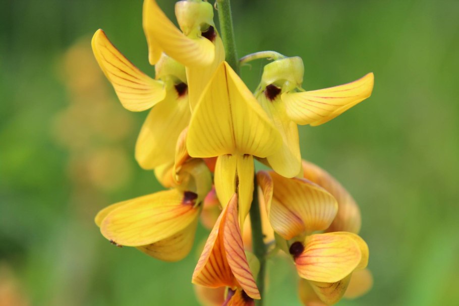 Leguminosae Casalpinioideae