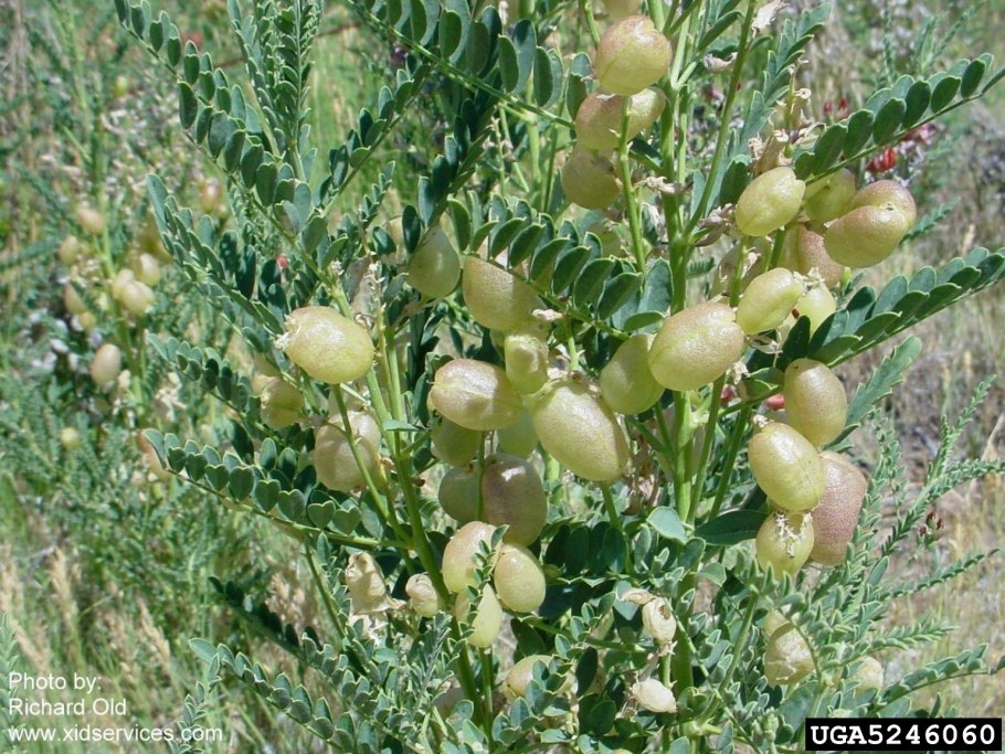 Sphaerophysa salsula узбекча