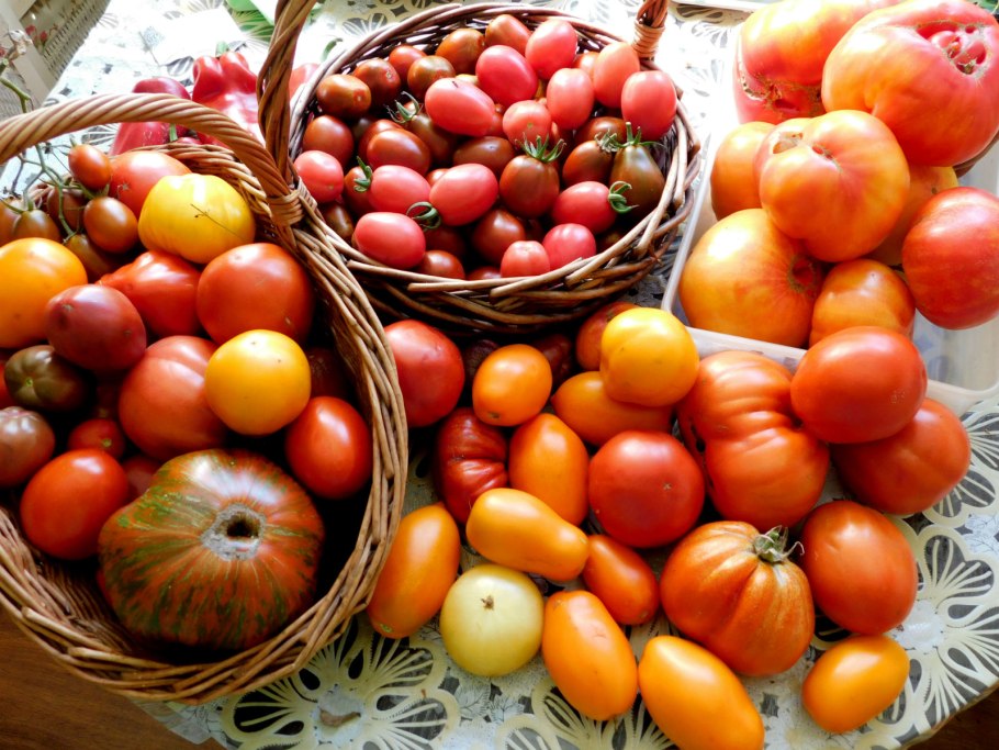 Сорт томата