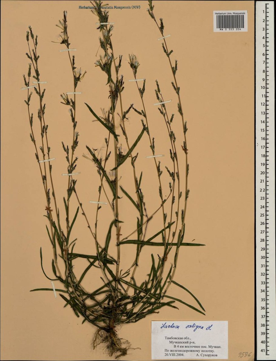 Латук солончаковый