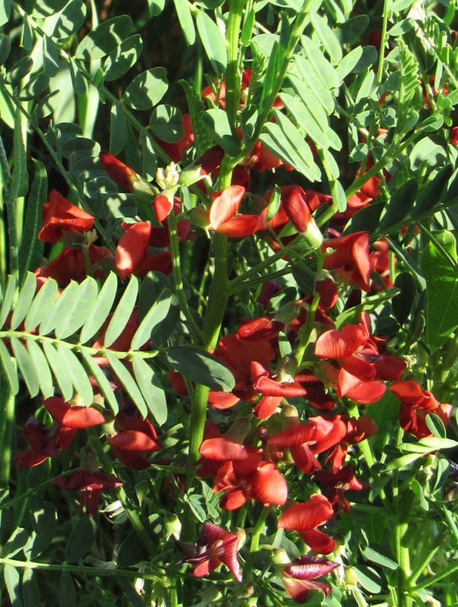 Растение Сферофиза