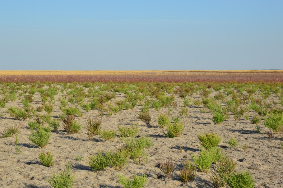 Кто из животных любит помидоры