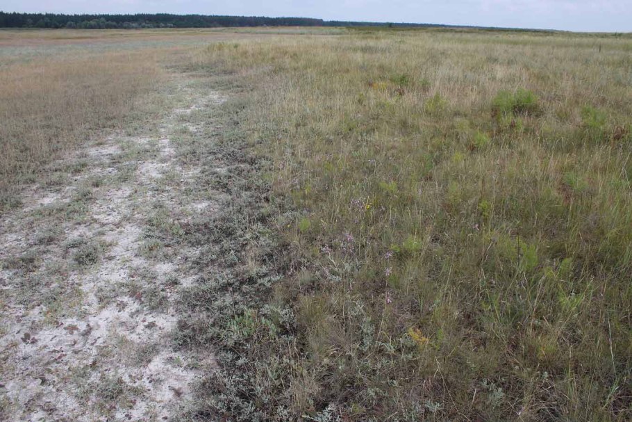 Растение Люпин многолистный