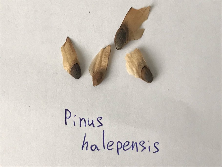 Укроп сорт Буян