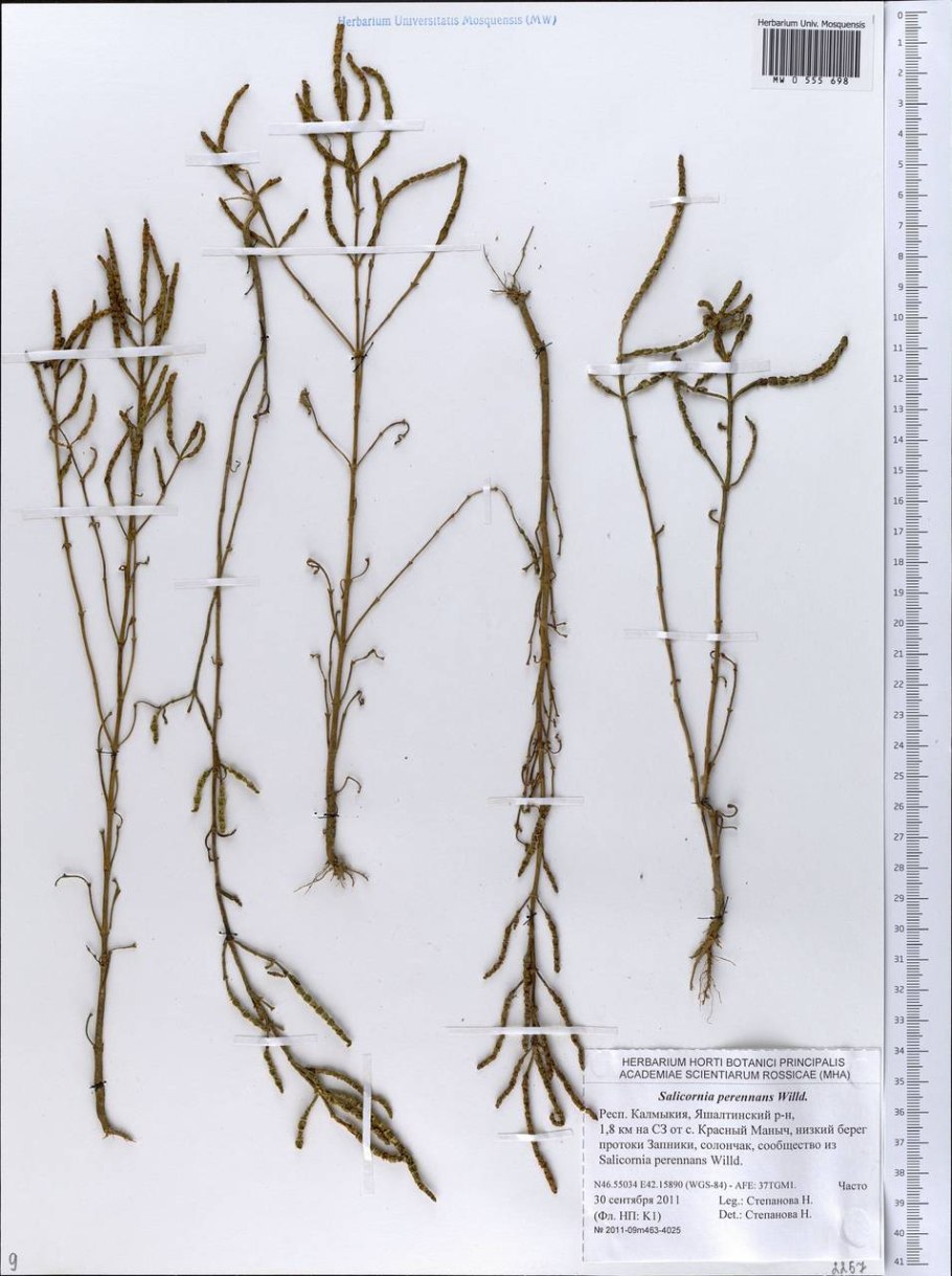 Солерос солончаковый гербарий
