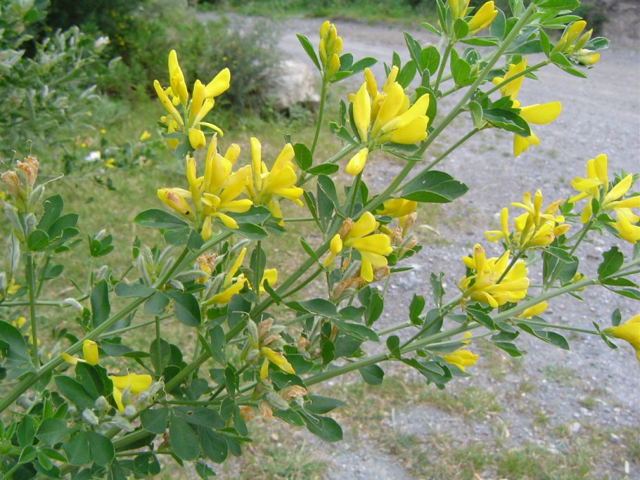 Genista monspessulana