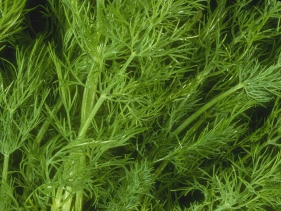 Карбюратор leader pz19jb