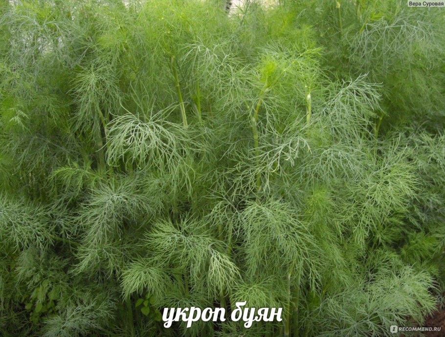 Лютик ползучий полевой