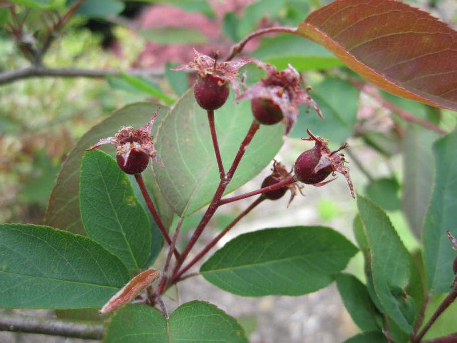 Ирга Пирсон растение