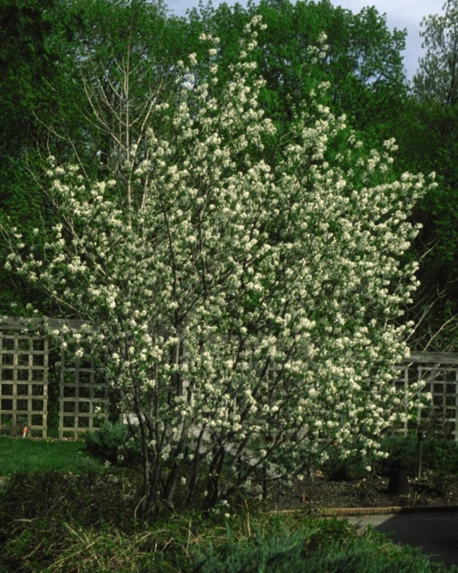 Ирга канадская (amelanchier canadensis)